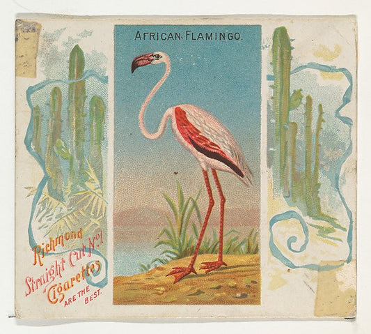 :African Flamingo from Birds of the Tropics series for Allen-16x12"(A3) Poster