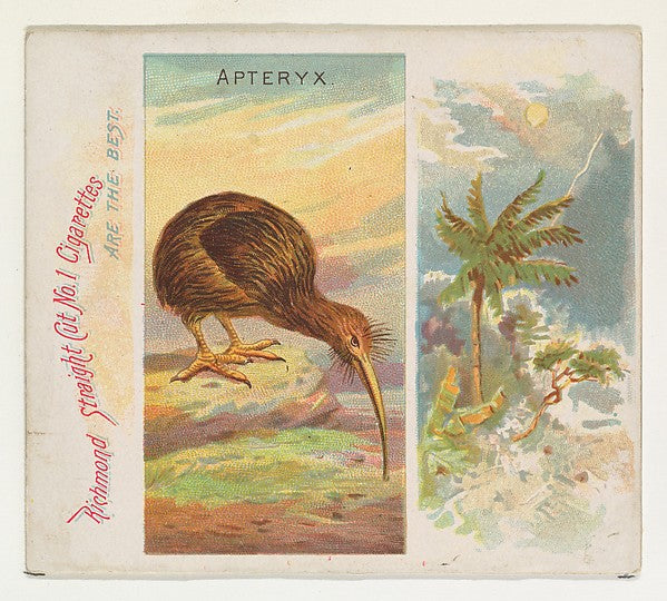 :Apteryx from Birds of the Tropics series for Allen & Ginter-16x12"(A3) Poster