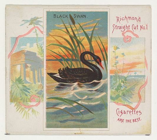 :Black Swan from Birds of the Tropics series for Allen & Gin-16x12"(A3) Poster