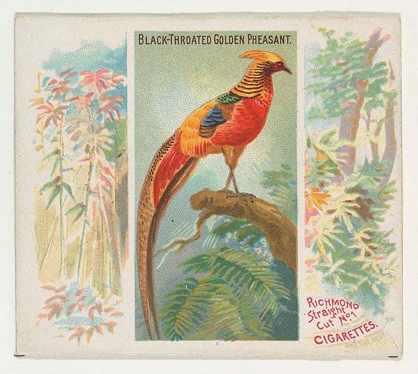 :Black-Throated Golden Pheasant from Birds of the Tropics se-16x12"(A3) Poster
