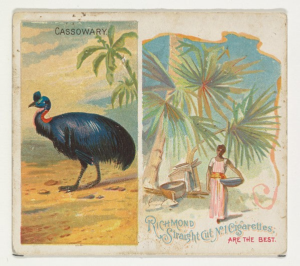 :Cassowary from Birds of the Tropics series for Allen & Gint-16x12"(A3) Poster