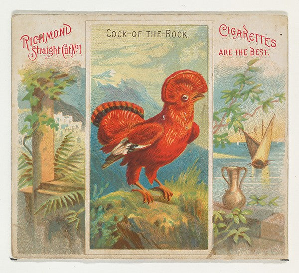 :Cock-of-the-Rock from Birds of the Tropics series for Allen-16x12"(A3) Poster