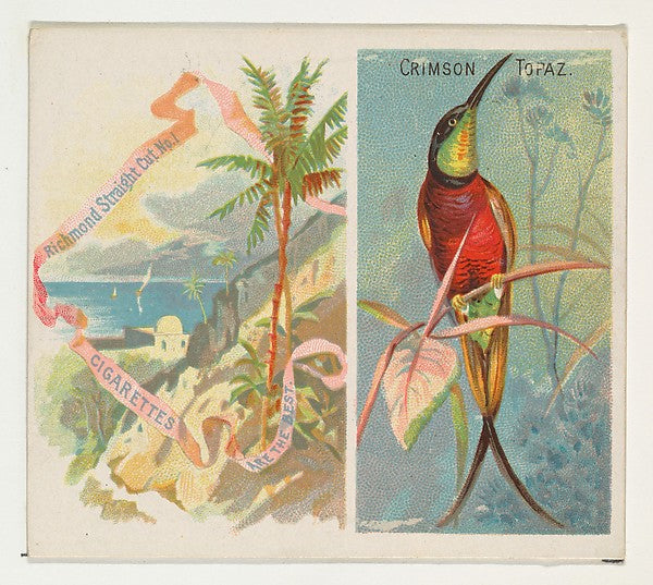 :Crimson Topaz from Birds of the Tropics series for Allen & -16x12"(A3) Poster