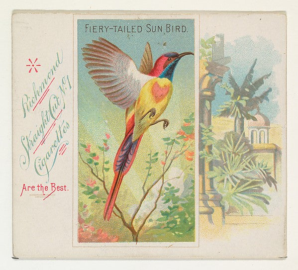 :Fiery-Tailed Sun Bird from Birds of the Tropics series for -16x12"(A3) Poster