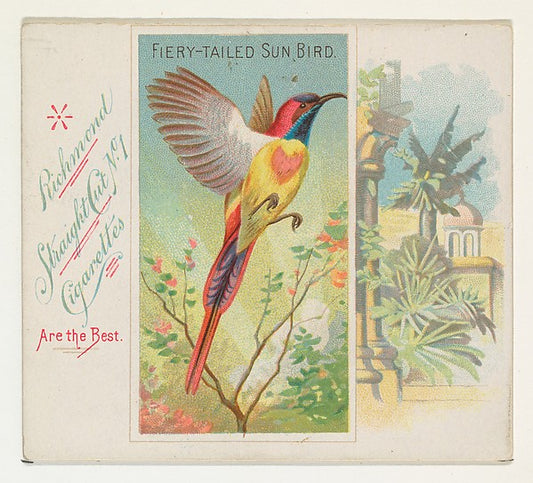 :Fiery-Tailed Sun Bird from Birds of the Tropics series for -16x12"(A3) Poster