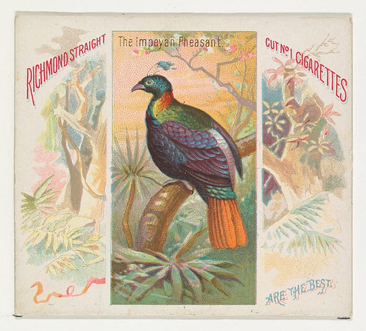 :The Impeyan Pheasant from Birds of the Tropics series for A-16x12"(A3) Poster