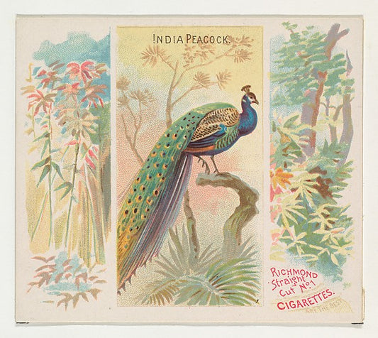 :India Peacock from Birds of the Tropics series for Allen & -16x12"(A3) Poster
