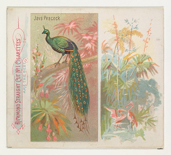 :Java Peacock from Birds of the Tropics series for Allen & G-16x12"(A3) Poster