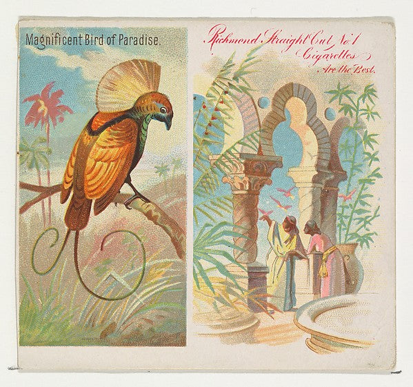 :Magnificent Bird of Paradise from Birds of the Tropics seri-16x12"(A3) Poster