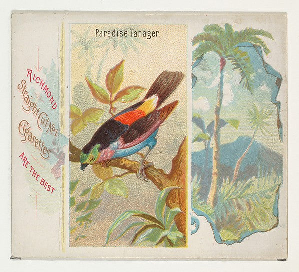 :Paradise Tanager from Birds of the Tropics series for Allen-16x12"(A3) Poster