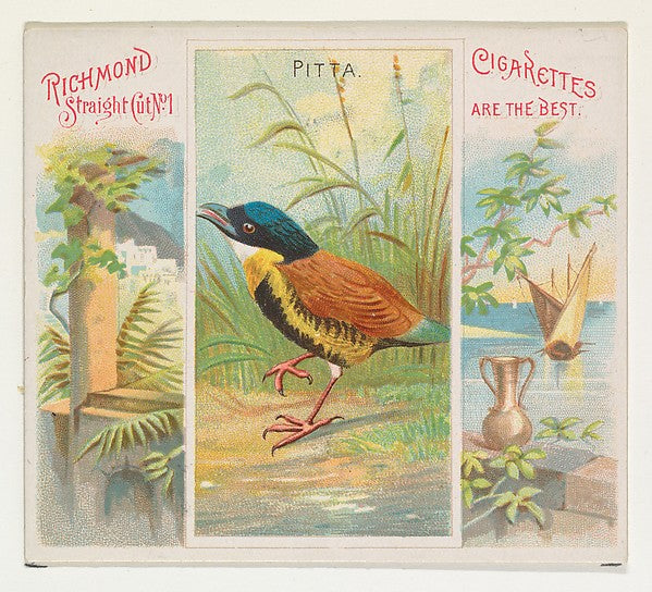 :Pitta from Birds of the Tropics series for Allen & Ginter C-16x12"(A3) Poster