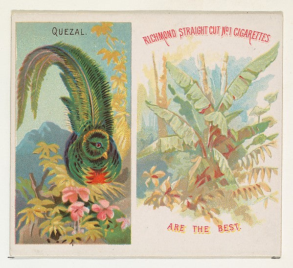 :Quezal from Birds of the Tropics series for Allen & Ginter -16x12"(A3) Poster