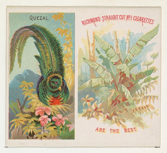 :Quezal from Birds of the Tropics series for Allen & Ginter -16x12"(A3) Poster