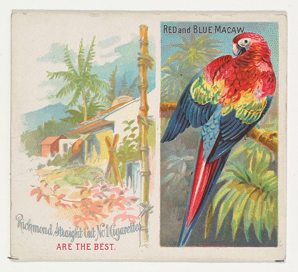 :Red and Blue Macaw from Birds of the Tropics series for All-16x12"(A3) Poster