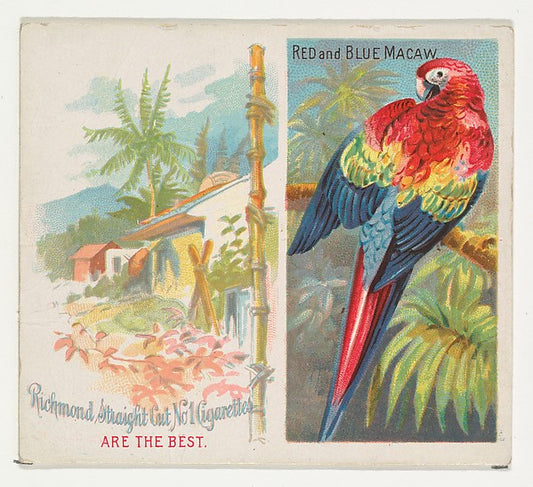 :Red and Blue Macaw from Birds of the Tropics series for All-16x12"(A3) Poster