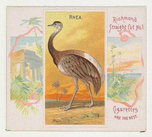 :Rhea from Birds of the Tropics series for Allen & Ginter Ci-16x12"(A3) Poster