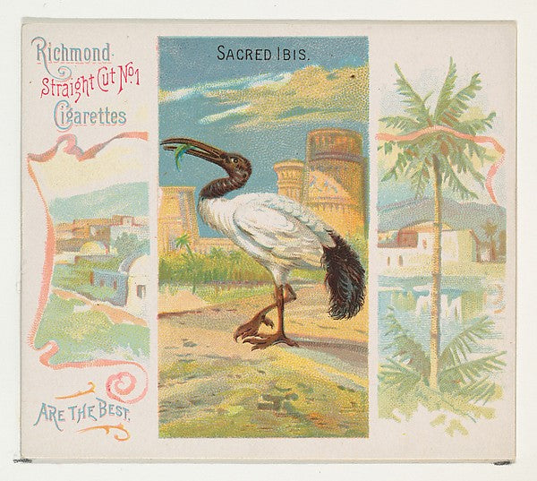 :Sacred Ibis from Birds of the Tropics series for Allen & Gi-16x12"(A3) Poster