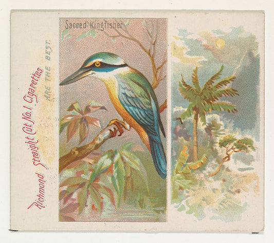 :Sacred Kingfisher from Birds of the Tropics series for Alle-16x12"(A3) Poster