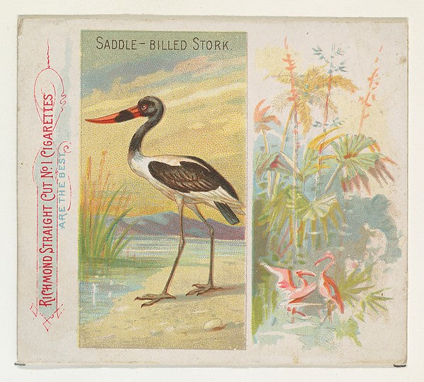 :Saddle-Billed Stork from Birds of the Tropics series for Al-16x12"(A3) Poster