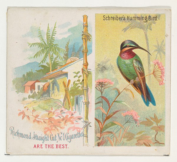 :Schreiber's Hummingbird from Birds of the Tropics series fo-16x12"(A3) Poster