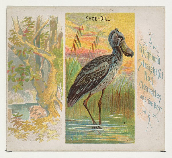 :Shoe-Bill from Birds of the Tropics series for Allen & Gint-16x12"(A3) Poster