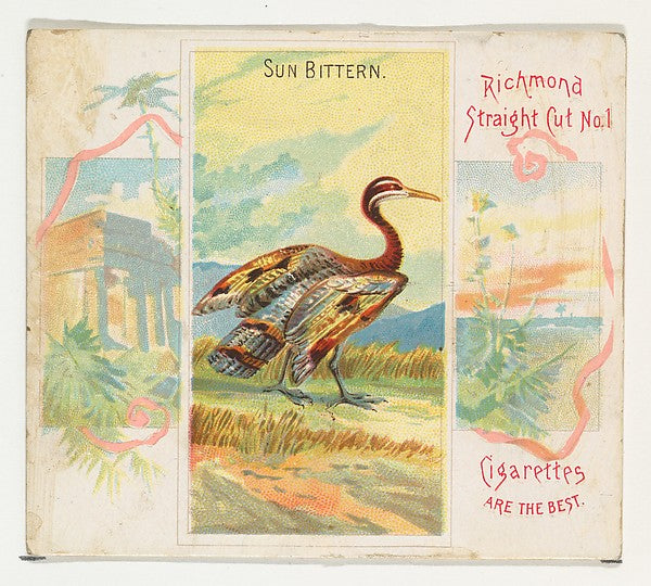 :Sun Bittern from Birds of the Tropics series for Allen & Gi-16x12"(A3) Poster