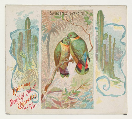 :Swintern's Love-bird from Birds of the Tropics series for A-16x12"(A3) Poster