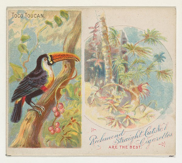 :Toco Toucan from Birds of the Tropics series for Allen & Gi-16x12"(A3) Poster