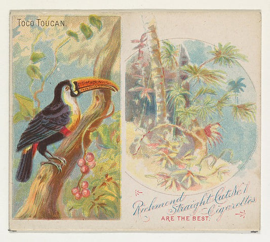 :Toco Toucan from Birds of the Tropics series for Allen & Gi-16x12"(A3) Poster
