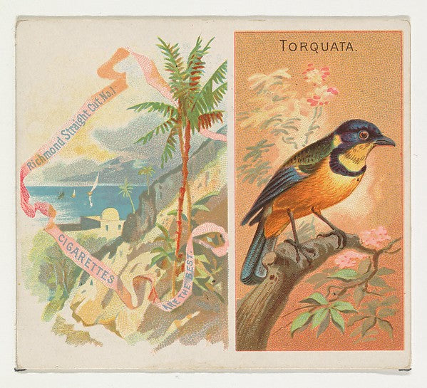 :Torquata from Birds of the Tropics series for Allen & Ginte-16x12"(A3) Poster