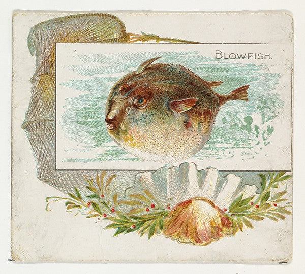 :Blowfish from Fish from American Waters series for Allen & -16x12"(A3) Poster