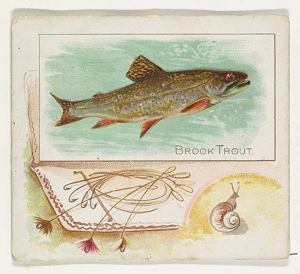 :Brook Trout from Fish from American Waters series for Allen-16x12"(A3) Poster