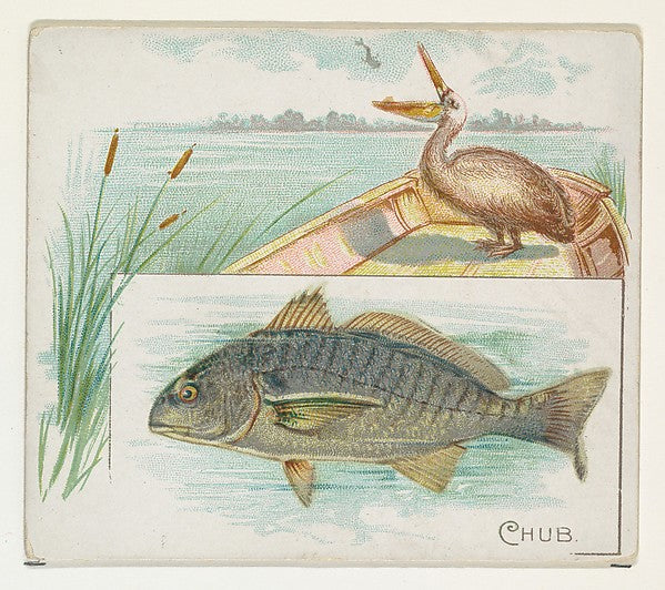 :Chub from Fish from American Waters series for Allen & Gint-16x12"(A3) Poster