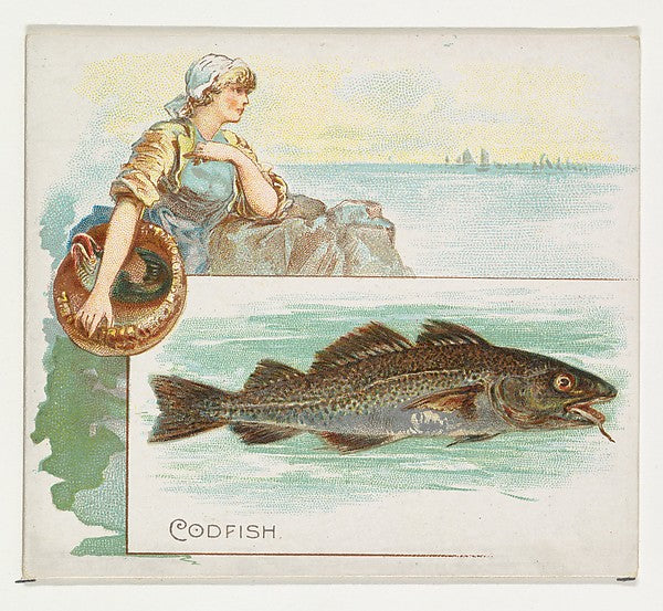 :Codfish from Fish from American Waters series for Allen & G-16x12"(A3) Poster