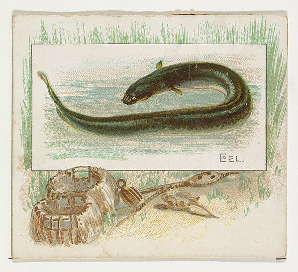 :Eel from Fish from American Waters series for Allen & Ginte-16x12"(A3) Poster