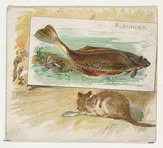 :Flounder from Fish from American Waters series for Allen & -16x12"(A3) Poster