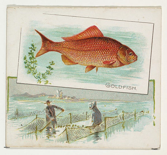 :Goldfish from Fish from American Waters series for Allen & -16x12"(A3) Poster