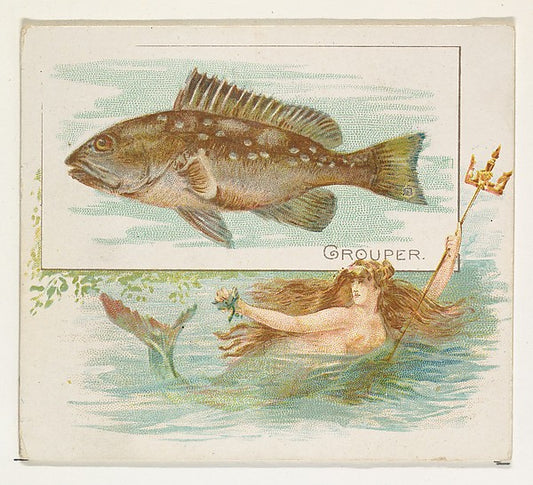 :Grouper from Fish from American Waters series for Allen & G-16x12"(A3) Poster