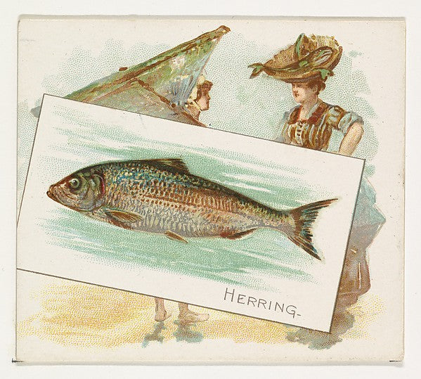 :Herring from Fish from American Waters series for Allen & G-16x12"(A3) Poster