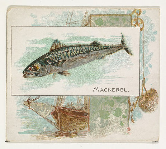 :Mackerel from Fish from American Waters series for Allen & -16x12"(A3) Poster