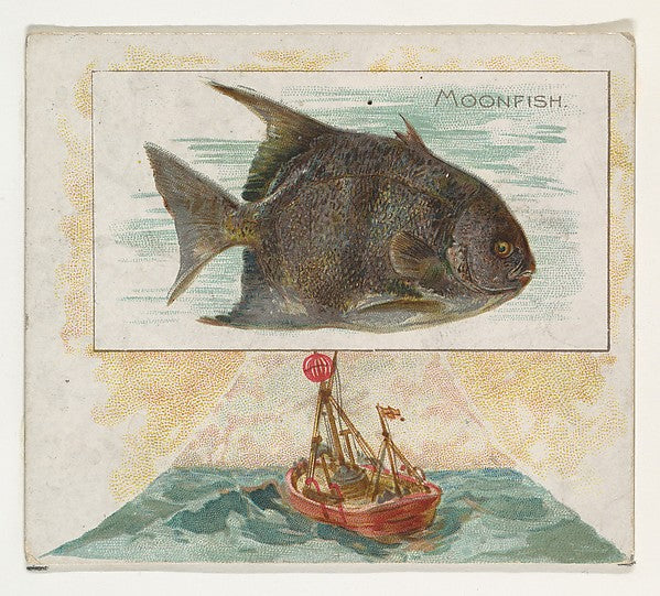 :Moonfish from Fish from American Waters series for Allen & -16x12"(A3) Poster