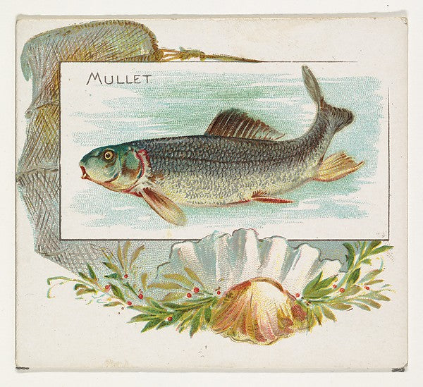 :Mullet from Fish from American Waters series for Allen & Gi-16x12"(A3) Poster