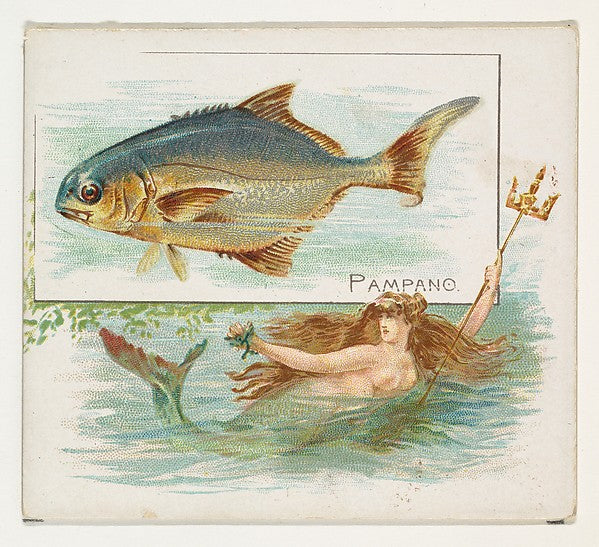 :Pampano from Fish from American Waters series for Allen & G-16x12"(A3) Poster