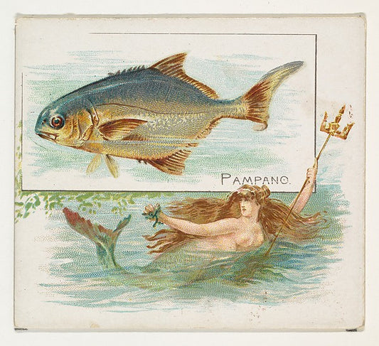 :Pampano from Fish from American Waters series for Allen & G-16x12"(A3) Poster