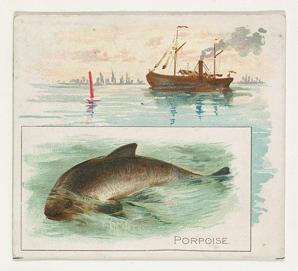 :Porpoise from Fish from American Waters series for Allen & -16x12"(A3) Poster