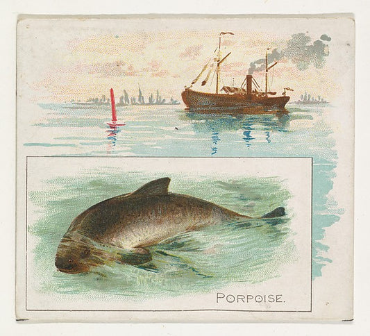 :Porpoise from Fish from American Waters series for Allen & -16x12"(A3) Poster