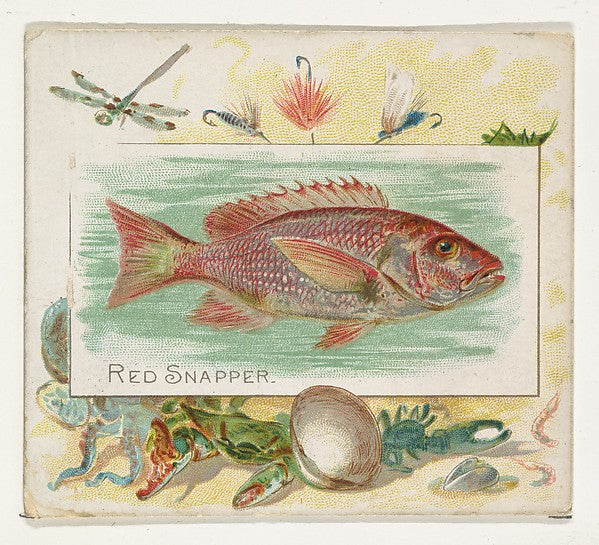 :Red Snapper from Fish from American Waters series for Allen-16x12"(A3) Poster