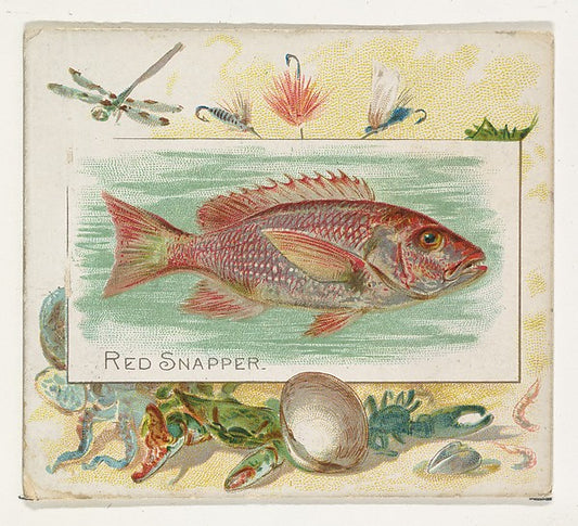 :Red Snapper from Fish from American Waters series for Allen-16x12"(A3) Poster