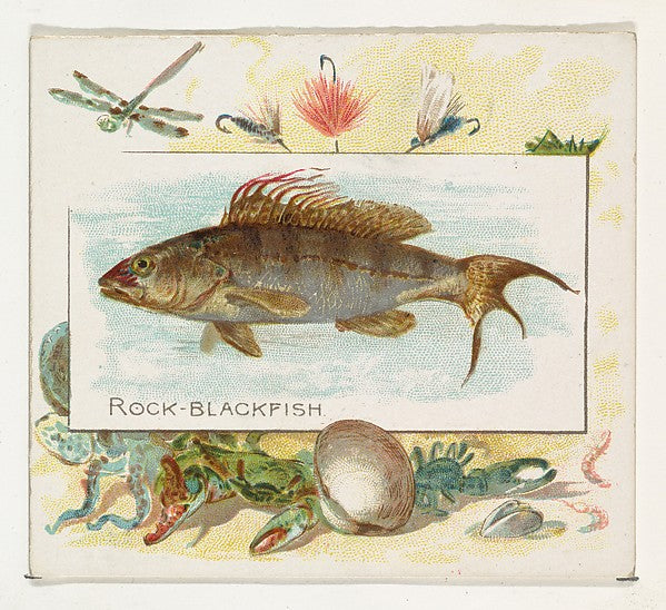:Rock Blackfish from Fish from American Waters series for Al-16x12"(A3) Poster