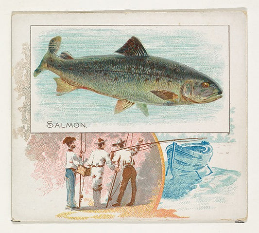 :Salmon from Fish from American Waters series for Allen & Gi-16x12"(A3) Poster